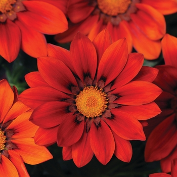 Gazania rigens () - New Day® 'Red Shades'