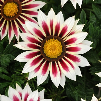 Gazania rigens () - New Day® 'Rose Stripe'