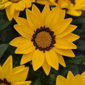 Gazania rigens - New Day® 'Yellow' Gazania rigens - New Day® 'Yellow'