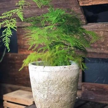 Asparagus aethiopicus (Asparagus Fern) - Asparagus Fern