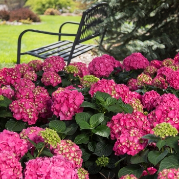 Bigleaf Hydrangea - Summer Crush® Bigleaf Hydrangea - Summer Crush®
