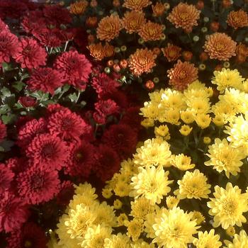 Chrysanthemum x morifolium ''Multiple Varieties'' (Purple Garden Mums) - Multiple Varieties Purple Garden Mums Chrysanthemum x morifolium ''Multiple Varieties'' (Purple Garden Mums) - Multiple Varieties Purple Garden Mums