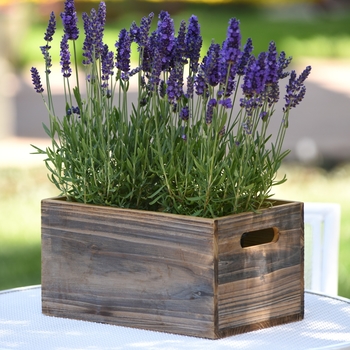 Lavandula angustifolia - 'Blue Spear' English Lavender