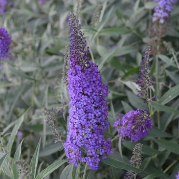 Buddleia davidii (Butterfly Bush, Summer Lilac) - Monarch&reg; 'Blue Knight'