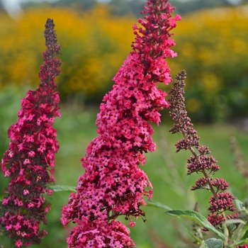 Buddleia davidii 'Prince Charming' (Butterfly Bush) - Monarch® Prince Charming