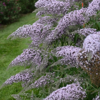 Buddleia - 'Grand Cascade' Butterfly Bush