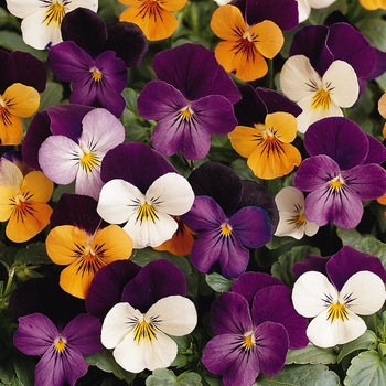 Viola cornuta (Pansy) - Sorbet® 'Jump Up Mixture'