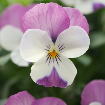 Viola cornuta - Sorbet® 'Pink Wing'