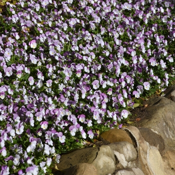 Viola cornuta - Sorbet® 'Rose Wing'