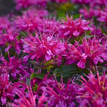 Monarda didyma 'Pardon My Purple' PP22170, Can 5107 (Bee Balm) - Pardon My Purple Bee Balm Monarda didyma 'Pardon My Purple' PP22170, Can 5107 (Bee Balm) - Pardon My Purple Bee Balm
