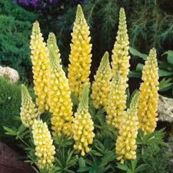 Lupinus polyphyllus 'Gallery Yellow' (Lupine) - Gallery Yellow Lupine