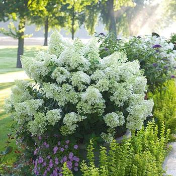 Hydrangea paniculata - 'Bobo®' Panicle Hydrangea