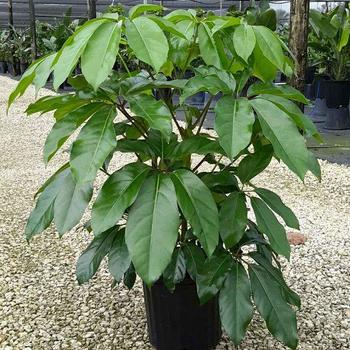 Schefflera actinophylla - 'Amate'
