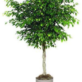 Ficus benjamina - 'Midnight' Weeping Fig