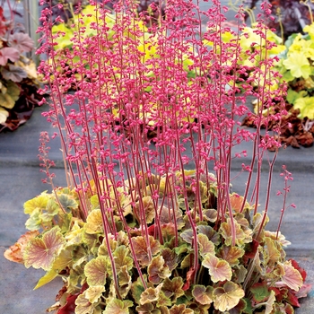 Heuchera (Coral Bells) - Northern Exposure&trade; 'Sienna'
