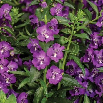 Angelonia (Summer Snapdragon) - Angelface® 'Super Blue' Angelonia (Summer Snapdragon) - Angelface® 'Super Blue'