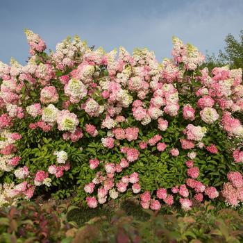 Hydrangea paniculata - Berry White® Hydrangea paniculata - Berry White®