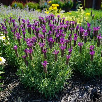 Lavandula stoechas - 'Primavera' Spanish Lavender Lavandula stoechas - 'Primavera' Spanish Lavender