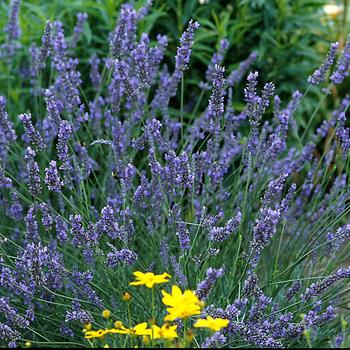 Lavandula x intermedia 'Grosso' (Lavender) - Grosso Lavender