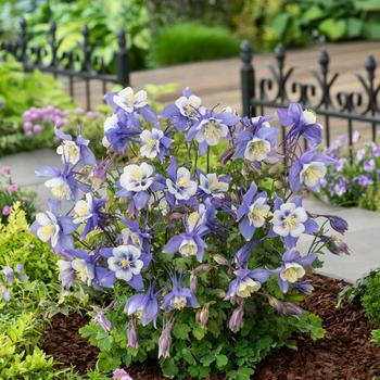 Aquilegia caerulea (Columbine) - Earlybird&trade; Blue White