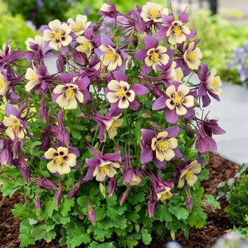 Aquilegia caerulea (Columbine) - Earlybird&trade; Purple Yellow