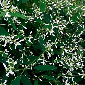 Euphorbia hypericifolia (Spurge) - Euphoric™ White Imp.