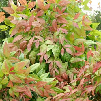 Nandina domestica - 'Blush Pink&trade;' Heavenly Bamboo