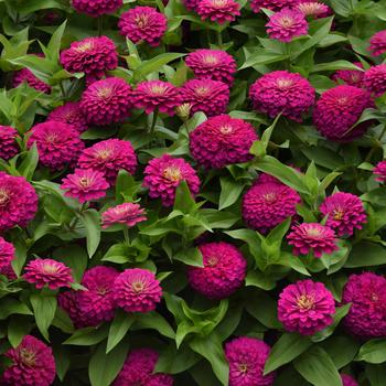 Zinnia elegans - Zesty™ Fuchsia Zinnia elegans - Zesty™ Fuchsia