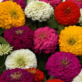 Zinnia elegans - Zesty™ Mix