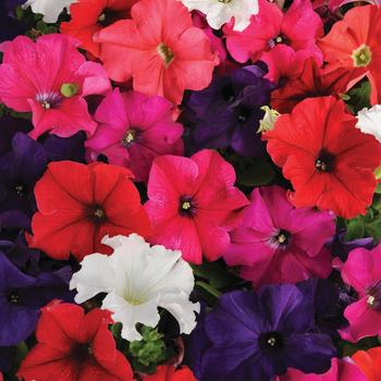 Petunia - Pretty Grand&trade; 'Mix'