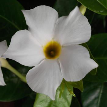 Mandevilla ''White'' (Mandevilla) - Madinia™ White Mandevilla ''White'' (Mandevilla) - Madinia™ White