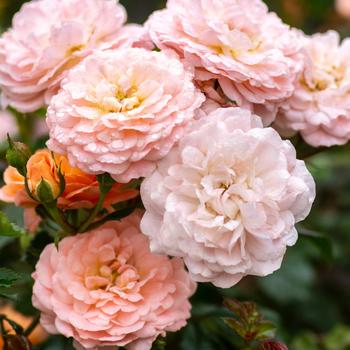 Rosa - 'Apricot Drift&reg;' Rose