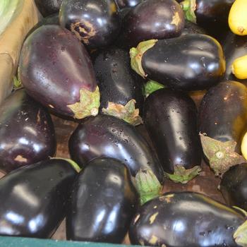 Solanum melongena - Eggplant Solanum melongena - Eggplant