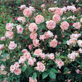 Rosa - 'Colette&trade;' Rose