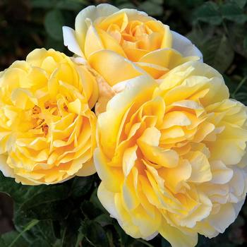 Rosa - Michelangelo&trade; Hybrid Tea Rose