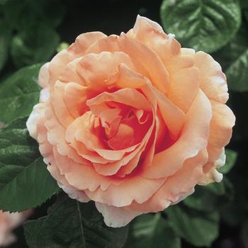 Rosa - 'Polka™' Climbing Rose