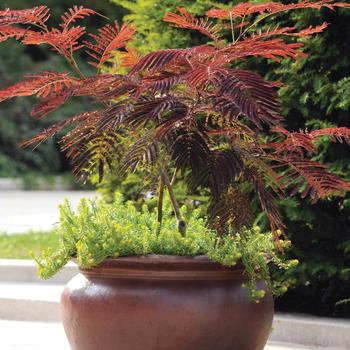 Albizia julibrissin - 'Summer Chocolate' Mimosa