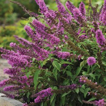 Buddleia (Butterfly Bush) - Flutterby Petite® 'Tutti Fruitti Pink' Buddleia (Butterfly Bush) - Flutterby Petite® 'Tutti Fruitti Pink'