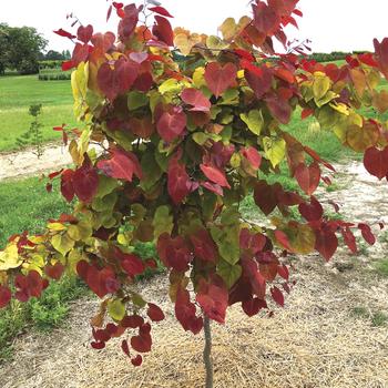 Cercis canadensis - 'Flame Thrower®' Redbud