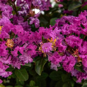 Lagerstroemia indica - Bellini® 'Grape' Lagerstroemia indica - Bellini® 'Grape'