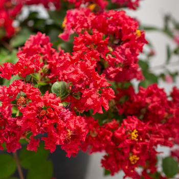 Lagerstroemia indica - Bellini® 'Strawberry' Lagerstroemia indica - Bellini® 'Strawberry'