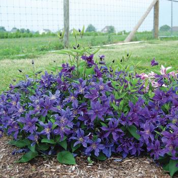 Clematis - Sapphire Indigo&trade;