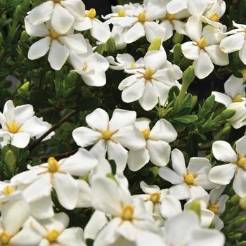 Gardenia jasminoides - Snow Girl™