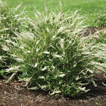 Clethra - 'Summer Sparkler (Einstein)' Summersweet Clethra - 'Summer Sparkler (Einstein)' Summersweet