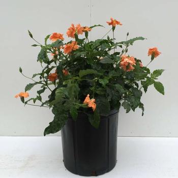 Crossandra infundibuliformis - 'Orange Marmalade' Firecracker Flower