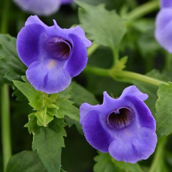 Torenia (Wishbone Flower) - Summer Wave&reg; 'Large Blue'
