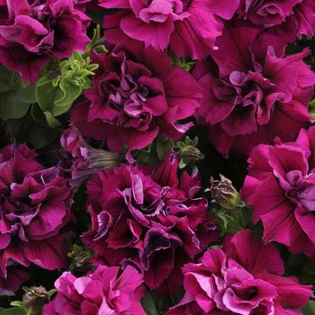 Petunia - Double Madness&trade; 'Burgundy'