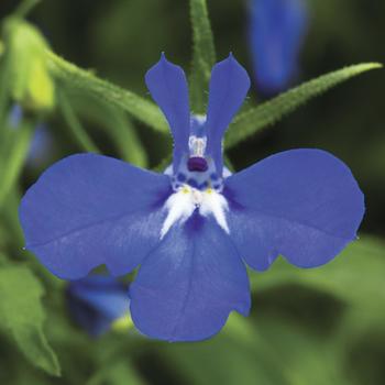 Lobelia erinus - Techno&reg; Dark Blue
