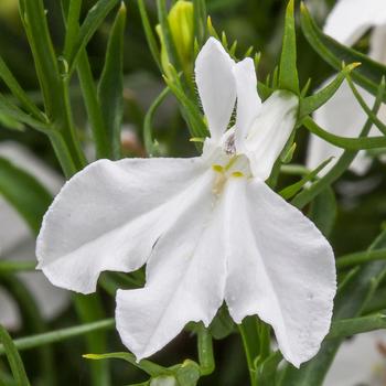 Lobelia erinus - Techno&reg; White