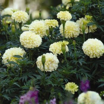 Tagetes erecta - 'Vanilla' African Marigold